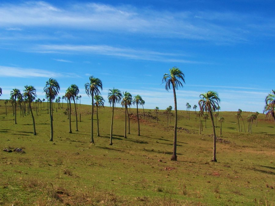 Пальмы в Уругвае